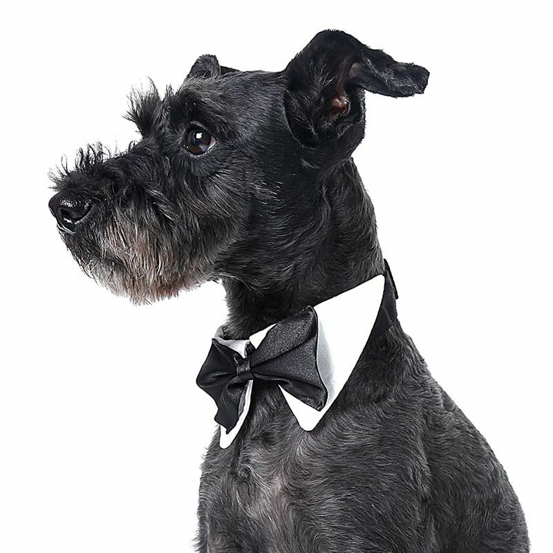dog necktie collar
